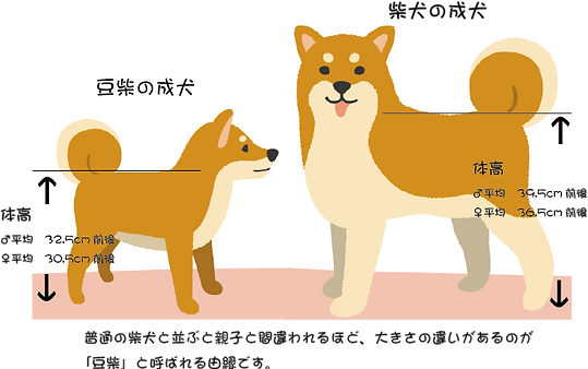 豆柴仔犬販売特徴