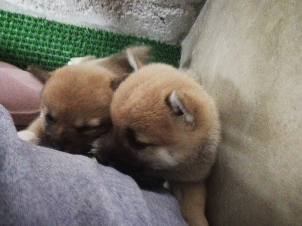 かわいい仔犬達です