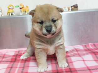 ご家族募集中です🐶