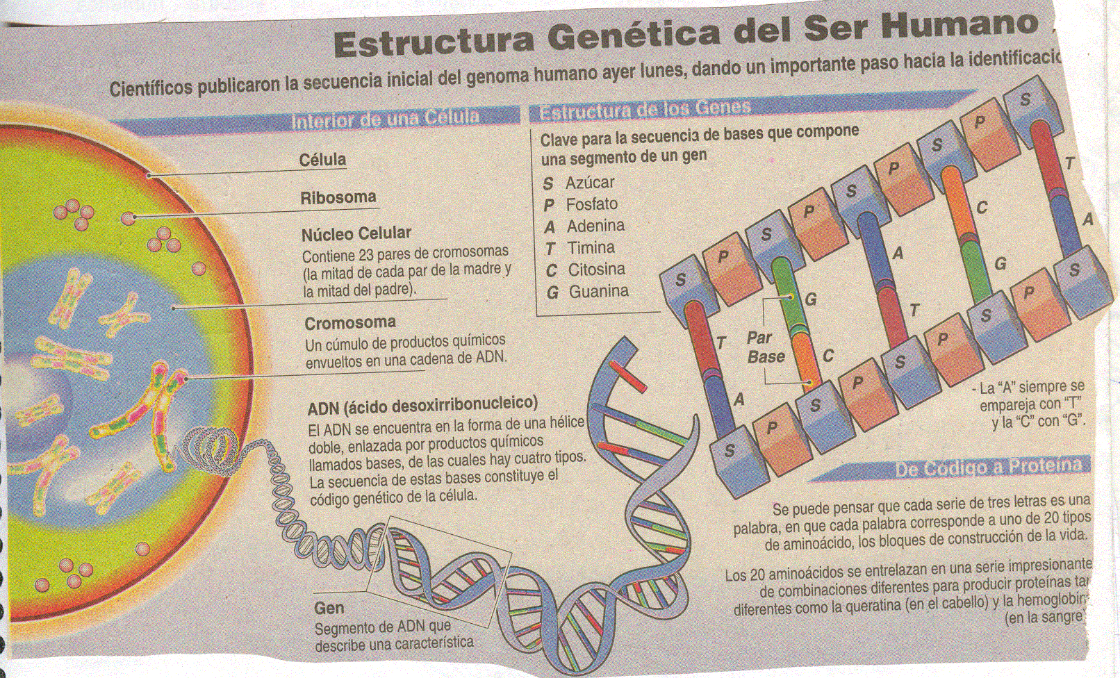 recorte del genoma y adn.GIF