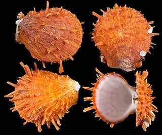 SPNONDYLUS