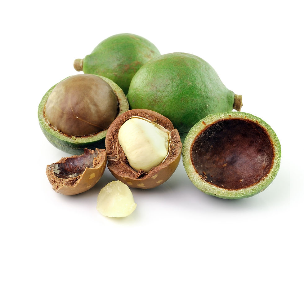 Macadamia