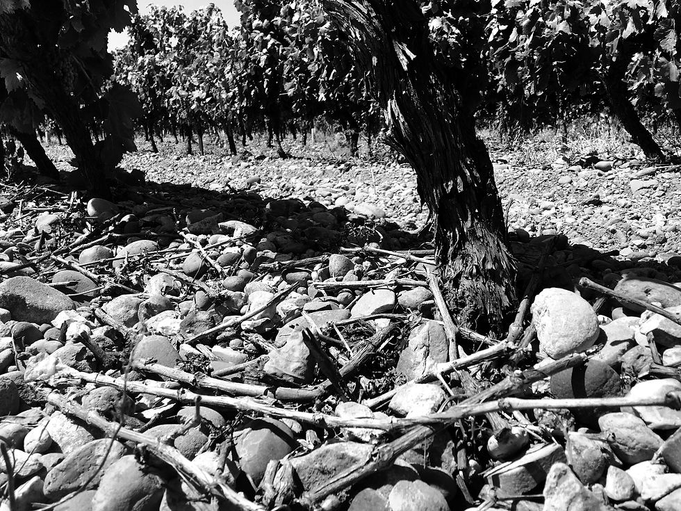 Miniature : Les Terres Calcinées AOP rouge