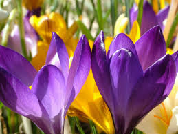 The Humble Crocus: A Symbol of Hope and Renewal