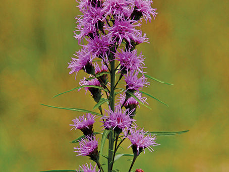 Eastern Blazing Star: A Bold Bloom for Pollinators and People Alike