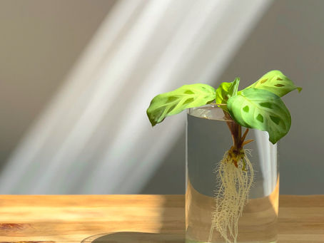Propagating Plants the Easy Way: Water Rooting Cuttings