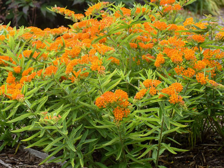 Butterfly Weed: A Vibrant Addition to Your Garden