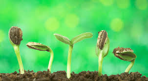 Germination Methods