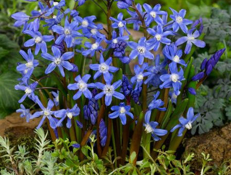 Discovering the Beauty of Chionodoxa: The Glory of the Snow