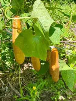 IMG-20250716-WA0010