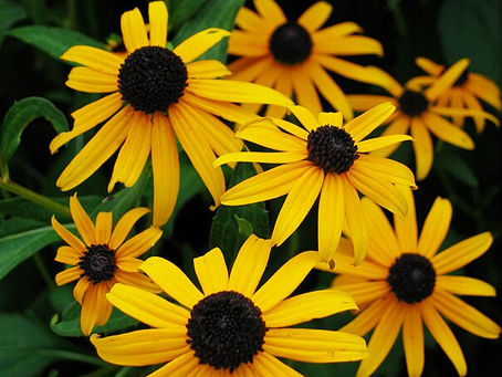 The Black-Eyed Susan: A Vibrant and Resilient Flower