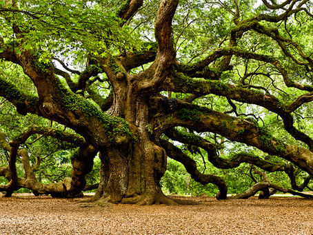 The Mighty Oak: Strength, Shelter, and Symbol