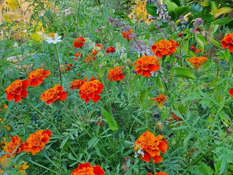 Marigold: The Bright and Cheerful Flower