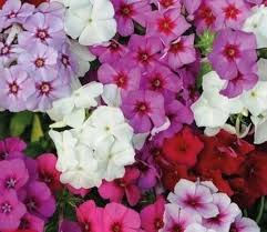 The Delightful World of Phlox: Unveiling the Beauty and Benefits of these Lovely Flowers