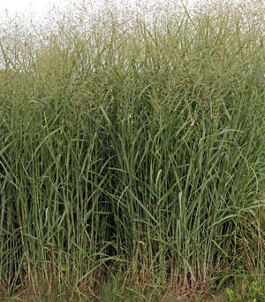 The Benefits and Uses of Switchgrass