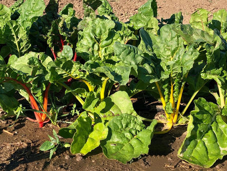 The Unsung Hero of Leafy Greens: Celebrating Swiss Chard on Our Farm