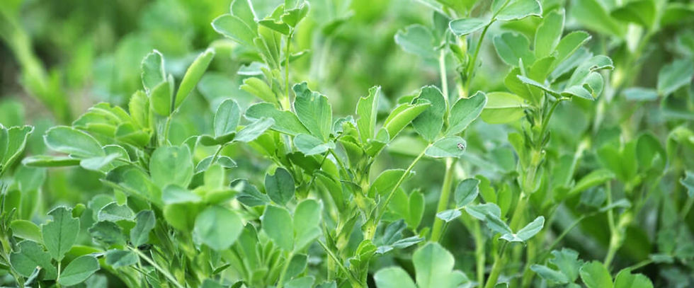 🌱 Alfalfa: The Quiet Powerhouse of the Farm
