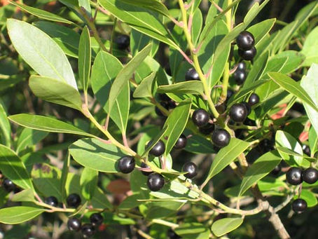 Inkberry Holly: A Versatile and Low-Maintenance Shrub