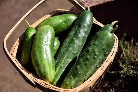 The Refreshing Cucumber: A Summer Staple