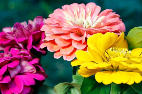 The Vibrant World of Zinnias: A Celebration of Color and Life