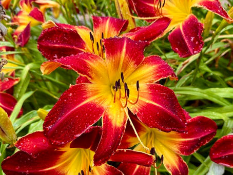 Daylilies Unveiled: Characteristics, Growing Tips, and Must-Have Varieties for Every Garden
