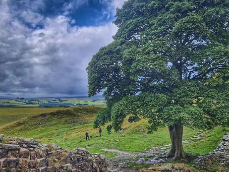The Majestic Sycamore: Nature’s Timeless Giant