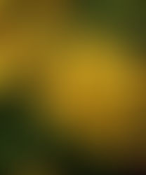 The Sunshine Charm of Black-Eyed Susans in Your Garden