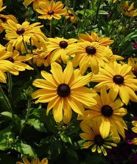 The Sunshine Charm of Black-Eyed Susans in Your Garden