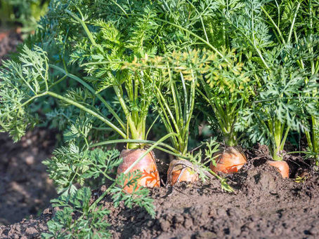 Wild Carrots: The Queen Anne's Lace of the Fields