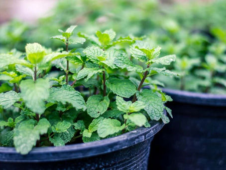 Mountain Mint: A Refreshing Herb for Garden and Table