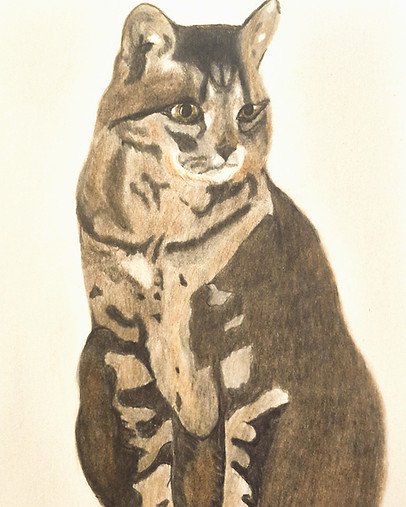 Freds Cat Drawing_edited_edited.jpg