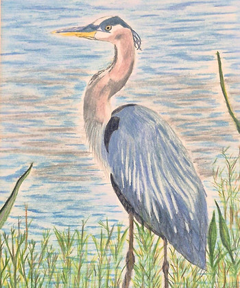 Great Blue Heron 5_edited.jpg