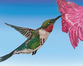 01 Ruby Throated Hummingbird.jpg