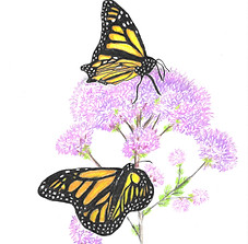 butterflies.jpg