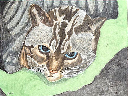 Cat Drawing 1_edited_edited.jpg