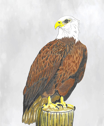 Bald Eagle_edited.jpg