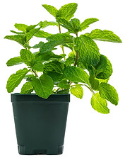 iStock-968397886.jpg