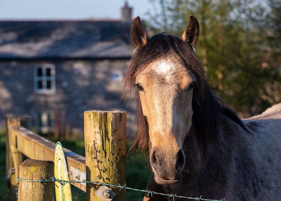 The Almost Impossible Task of De-Mystifying Irish Names