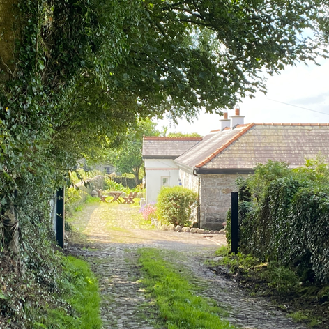 The boreen, or old stone road, leading to the Granary. Tree lined on one side and stone wall on other side.