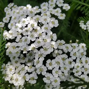 yarrowplant2.webp