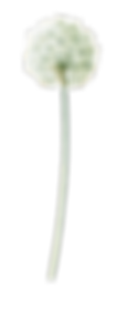 Plantas (18).png