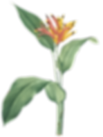 Plantas (31).png