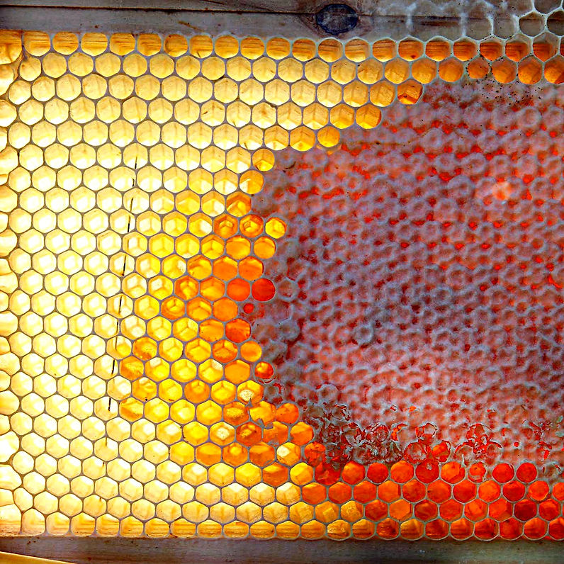Complete Beehives MacEoinHoney complete-beehives-maceoinhoney
