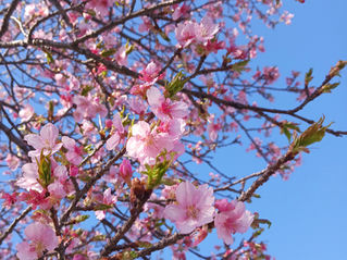 新入荷ワインぞくぞく