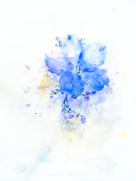 青系 sooa onuma