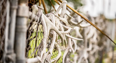 Big Antlers