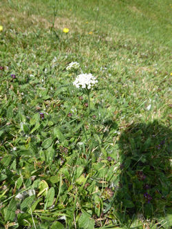 Achillée millefeuille