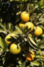 oranges from Taroudant desert tours