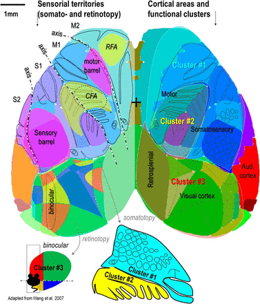 Carte mésoscopique du cortex dorsal de la souris
