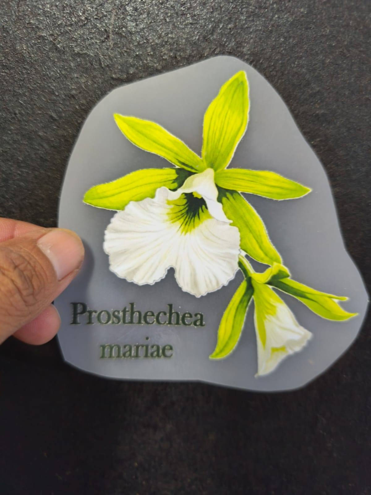 Calcomanía para plancha de orquídea Prosthechea mariae.